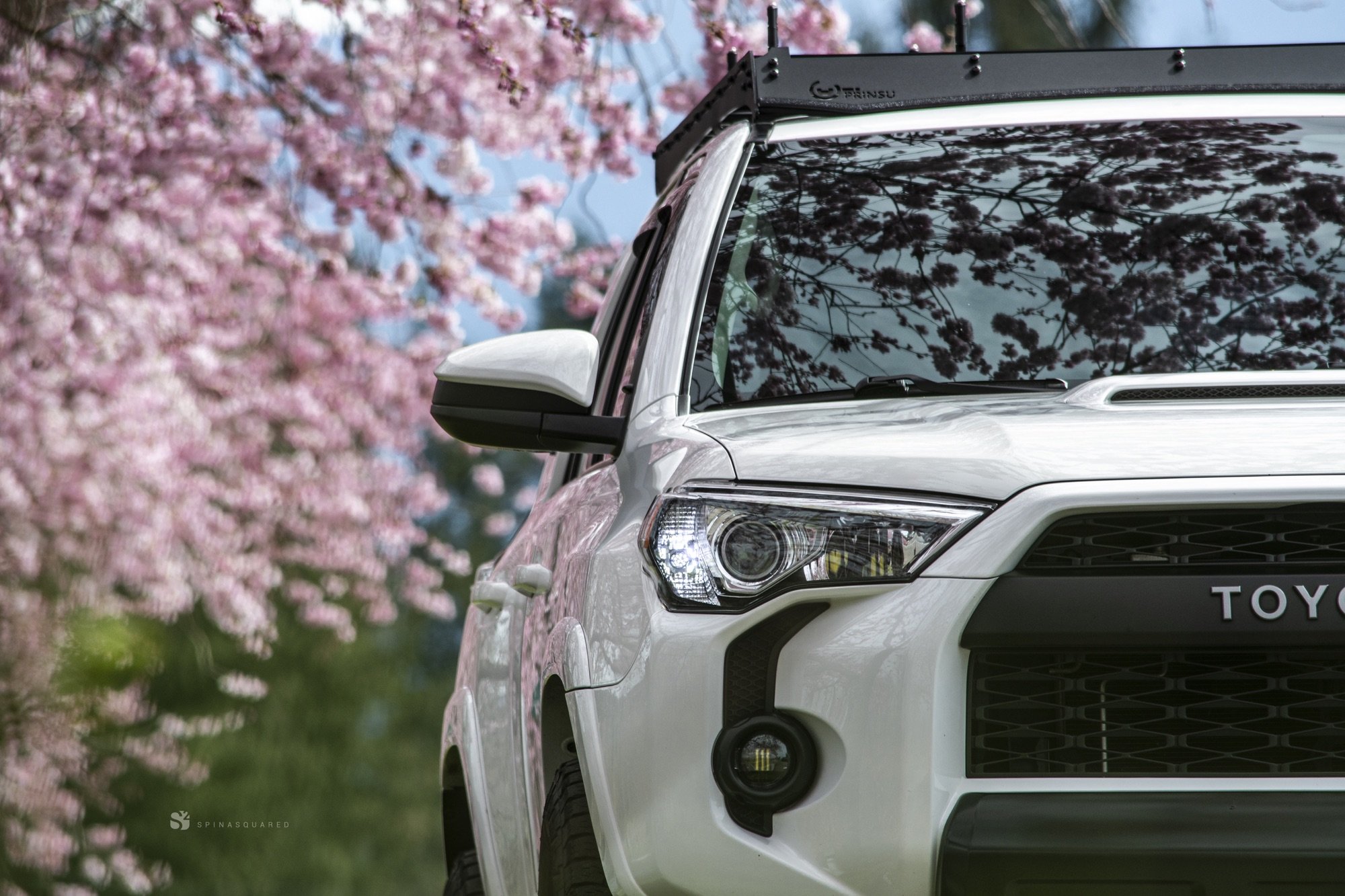 Cherry Blossom Season